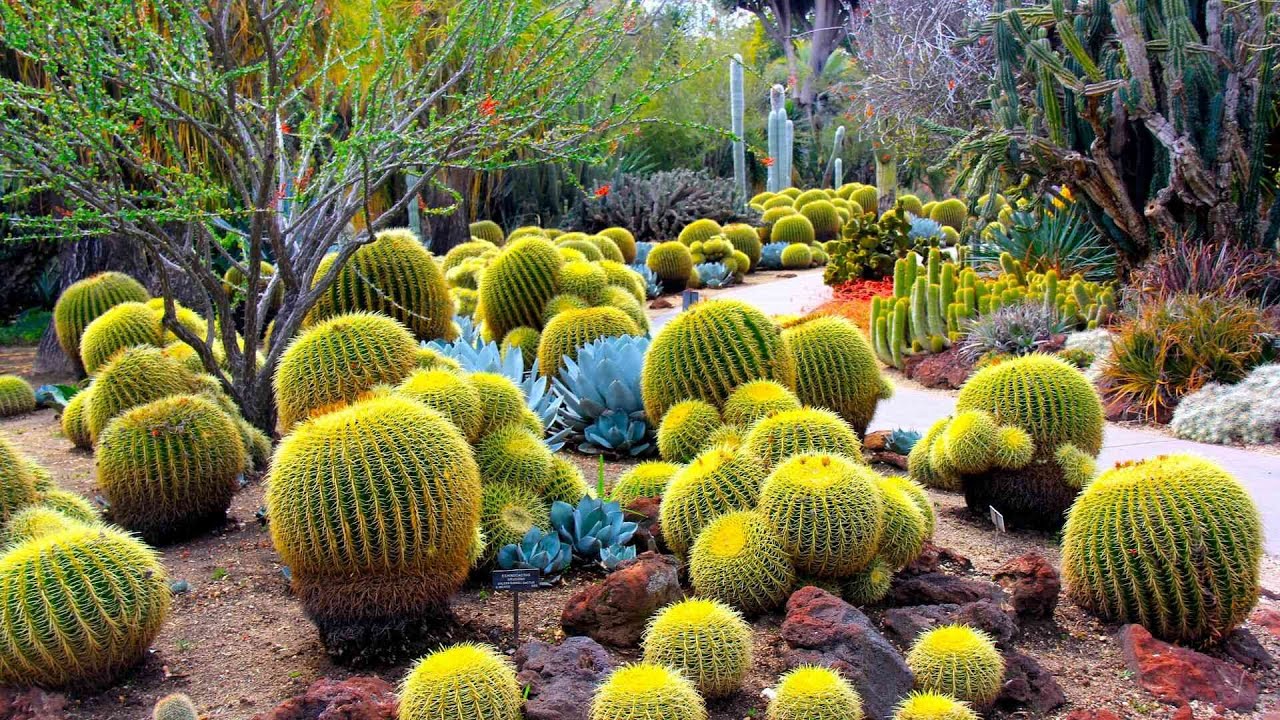 Phoenix Arizona Desert Botanical Garden